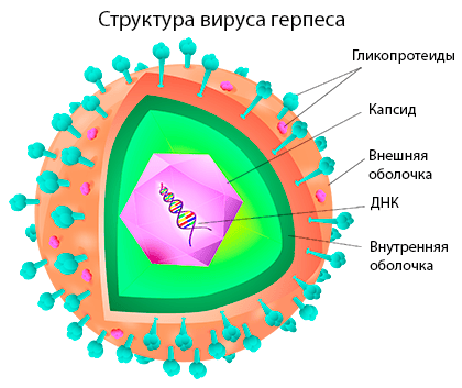 d0b3d0b5d180d0bfd0b5d181 d0bdd0b0 d0b3d183d0b1d0b0d185