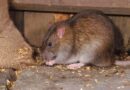 gi totem rat 58b98d9a3df78c353ce6e2f0.jpg