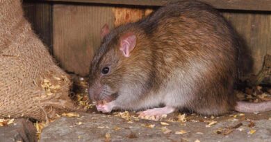gi totem rat 58b98d9a3df78c353ce6e2f0.jpg